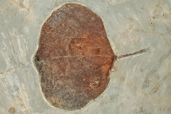 Fossil Leaf (Zizyphoides) - Montana #199548